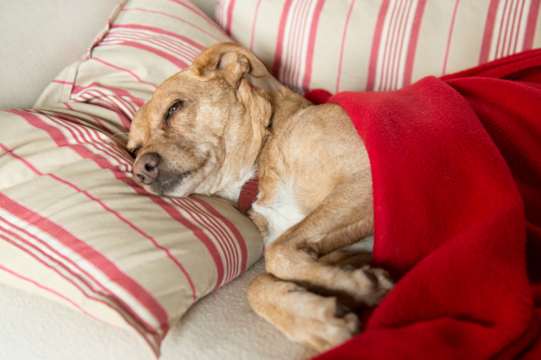 Dog Diseases