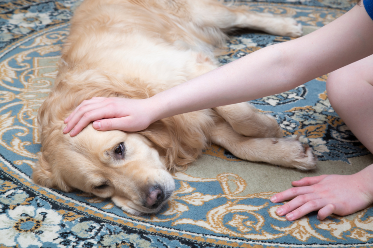 Dog Diseases and Symptoms