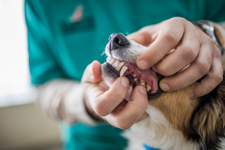 Dog Gum Disease