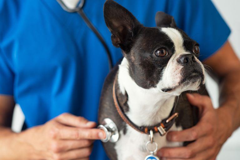 Dog Heart Failure