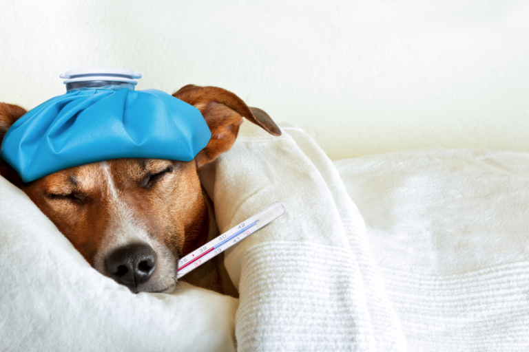 Dog illnesses