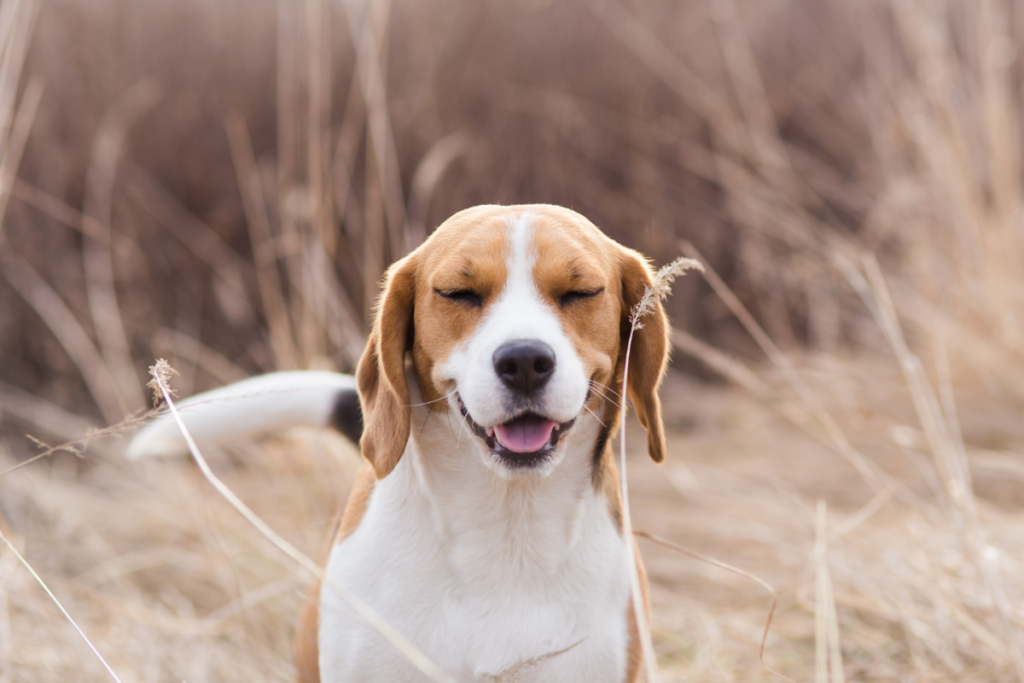 Dog Sneezing Fit