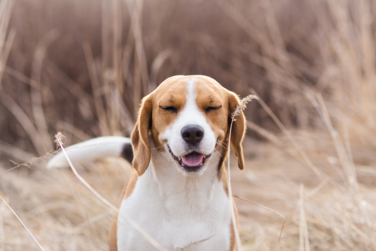 Dog Sneezing Fit