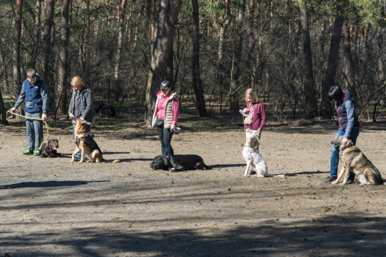 Dog Training Classes
