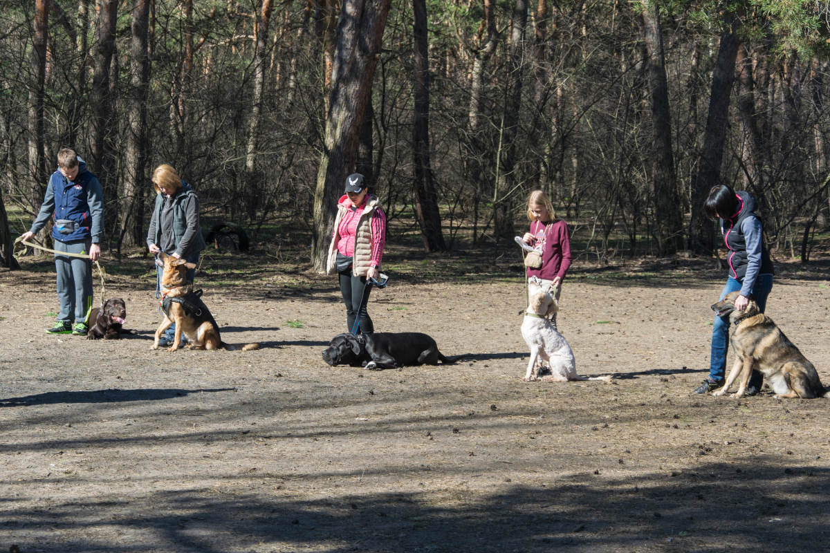 Dog Training Classes
