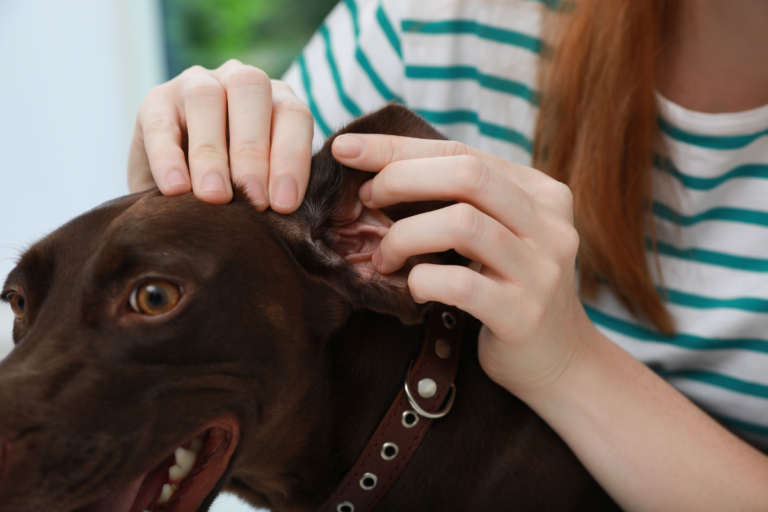 Dogs and Ticks