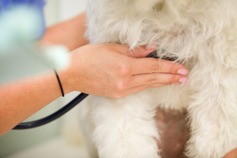 Dogs Heart