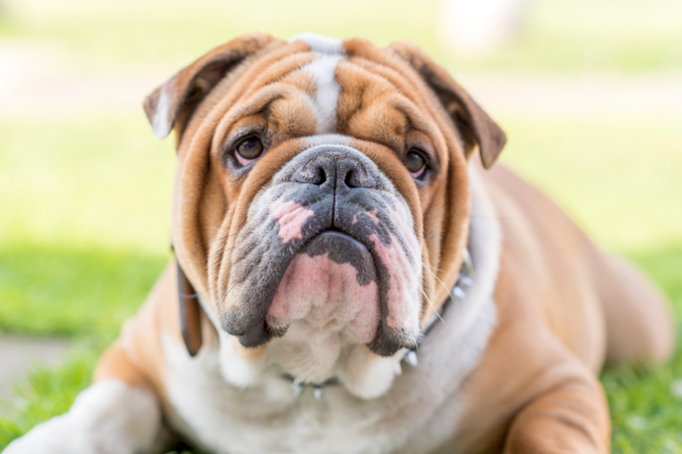 English Bulldog Health Problems