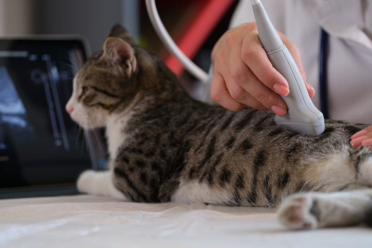 Feline Kidney Disease Symptoms