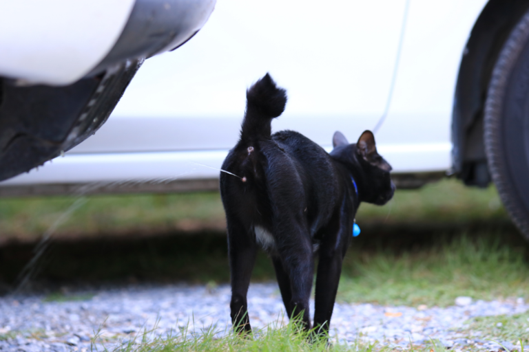 Defending Your Territory: Female Cat Spraying Strategies for Success