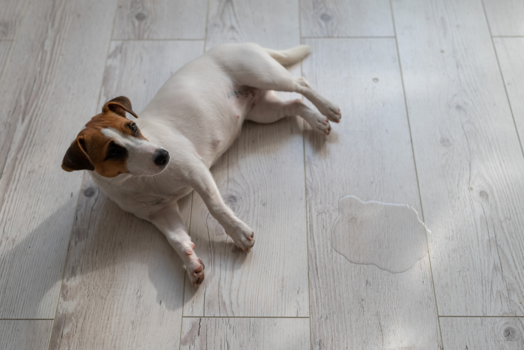 Female Dog Bladder Infection Symptoms