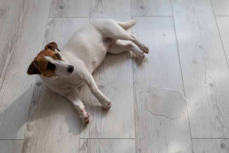 Female Dog Bladder Infection Symptoms