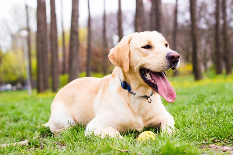 Fit Labrador