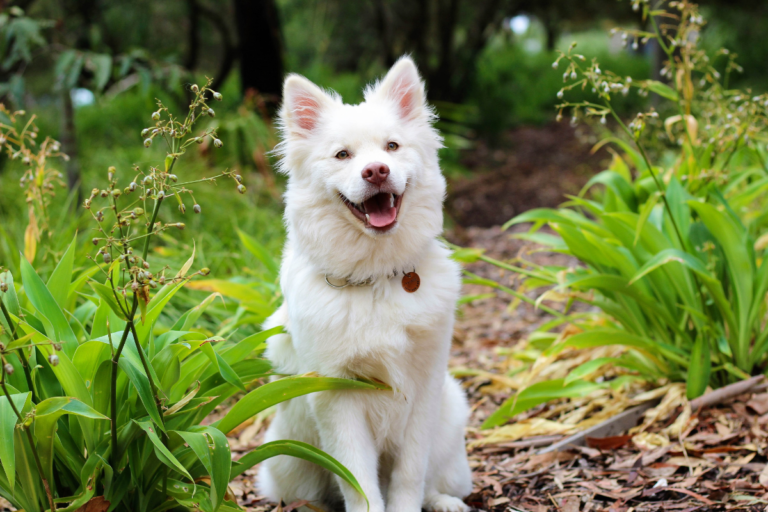 Our Journey to a Fit Paw: Fun Activities for Active Dogs