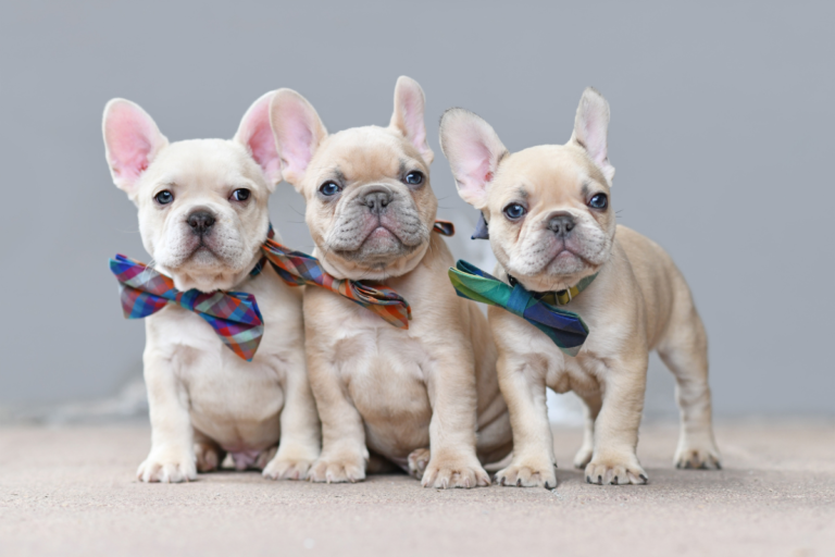 French Bulldog Health Problems