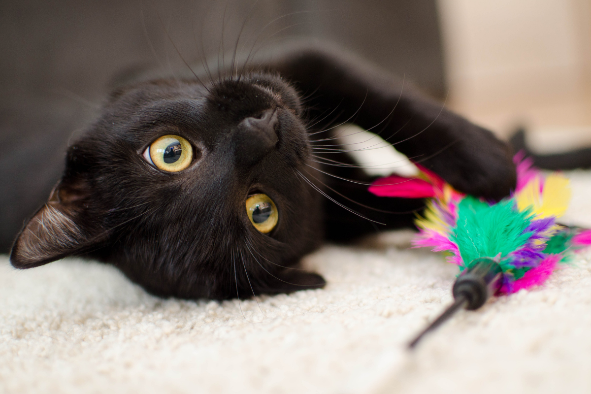 Fun Stuff to Do with Your Cat