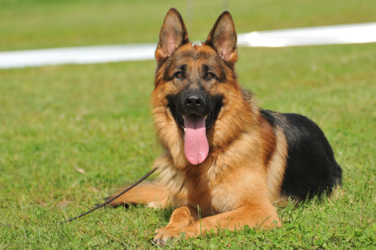 German Shepherd Health Problems