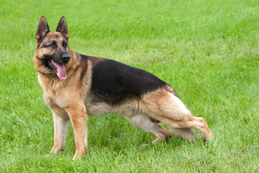 German Shepherd Hip Dysplasia