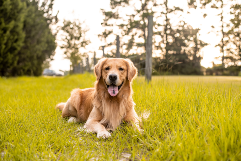 Golden Retriever Health Problems