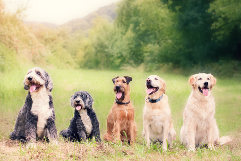 Healthiest Dog Breeds