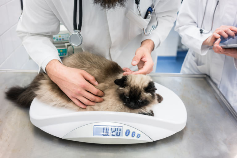 Healthy Cat Weight