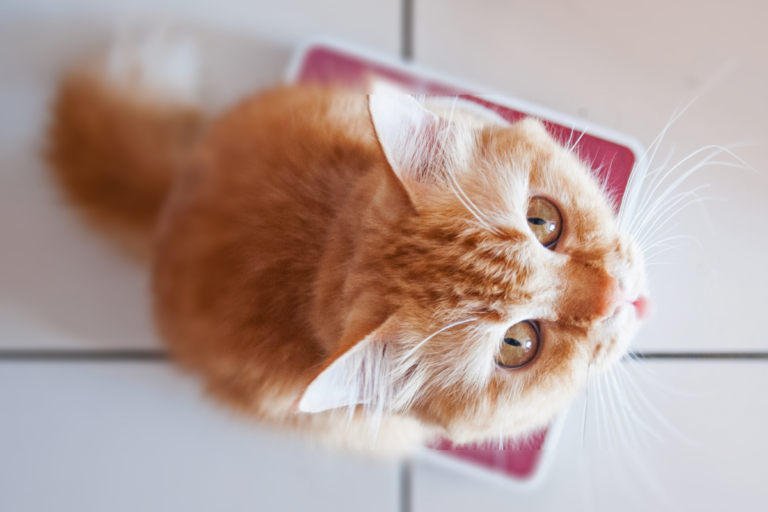Healthy Cat Weight
