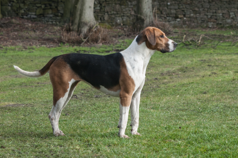 Healthy Hounds