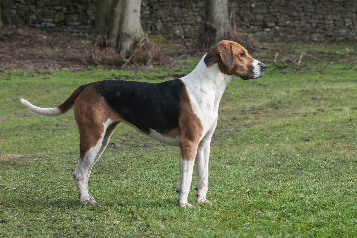 Healthy Hounds
