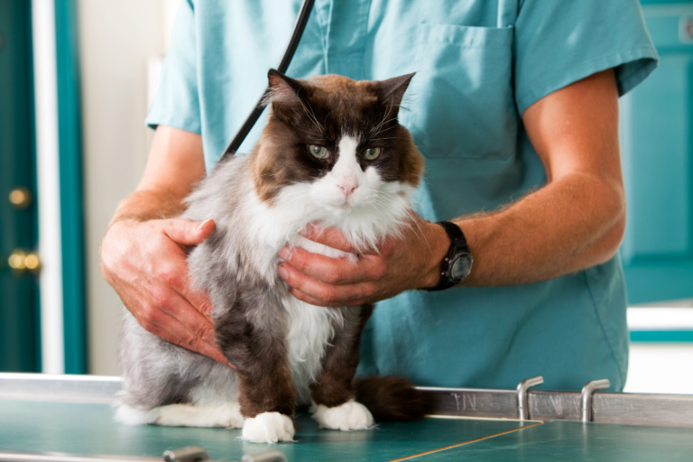 Heart Issues in Cats