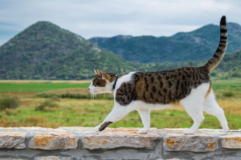Cat on the Prowl: A Guide to Hiking Safely with Your Feline