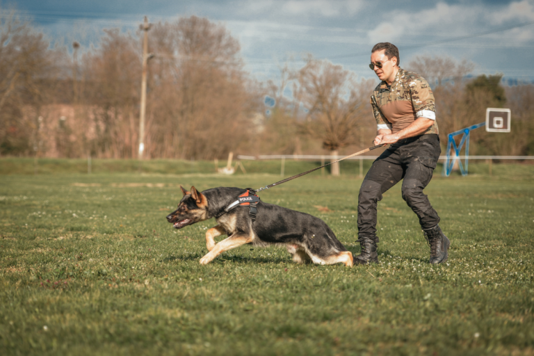 K9 Fitness
