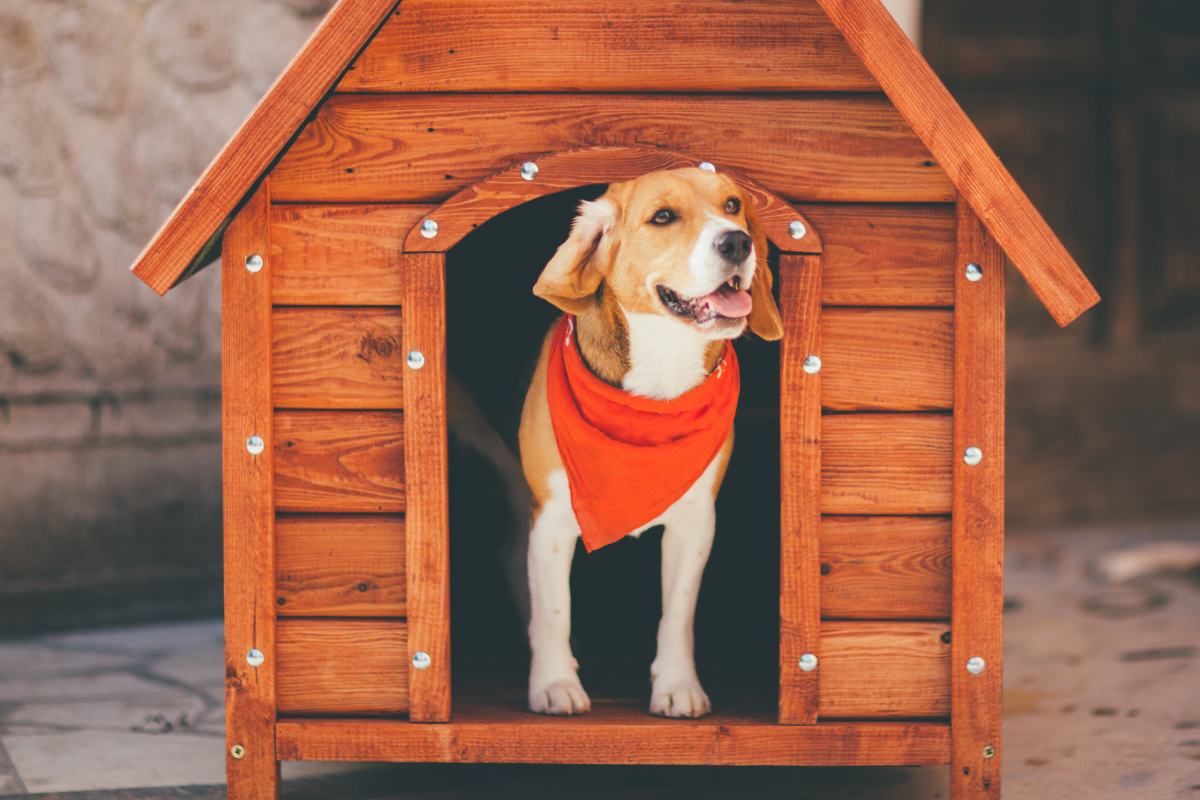 Kennel Club Health Checker