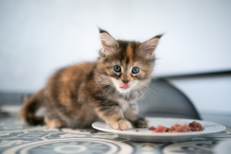 Kitten Diet Plan
