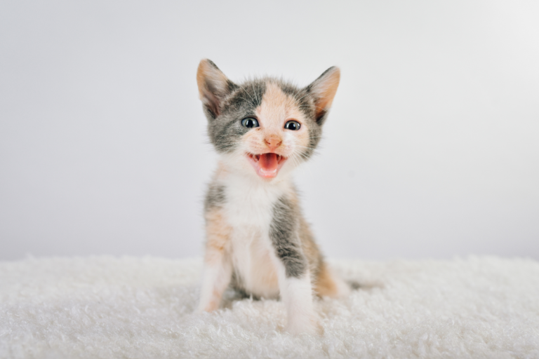 kitten meowing
