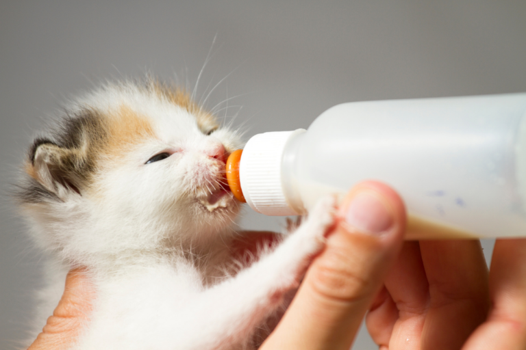 Kitten Milk Supplement