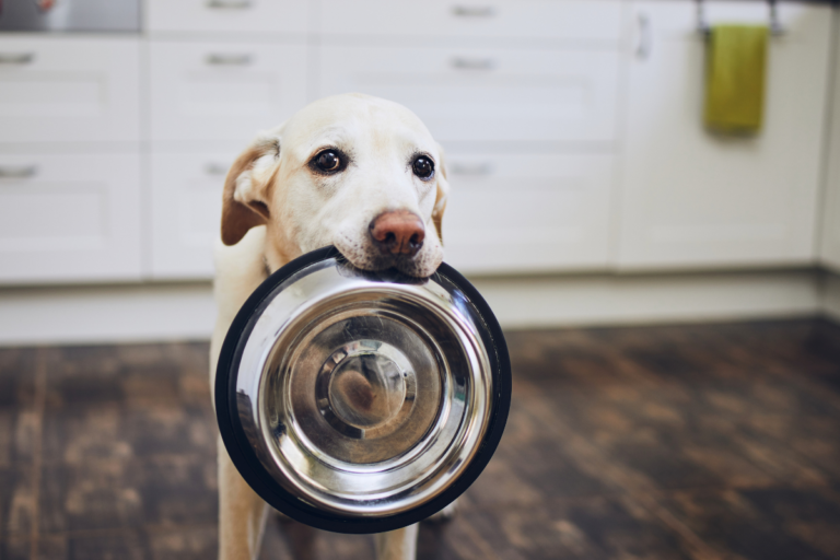 Labrador Dog Food Chart