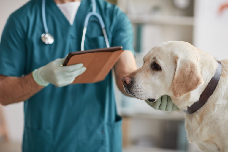 Labrador Health Problems