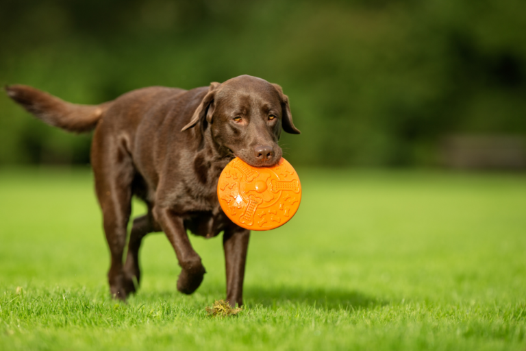 Labrador Lifestyle