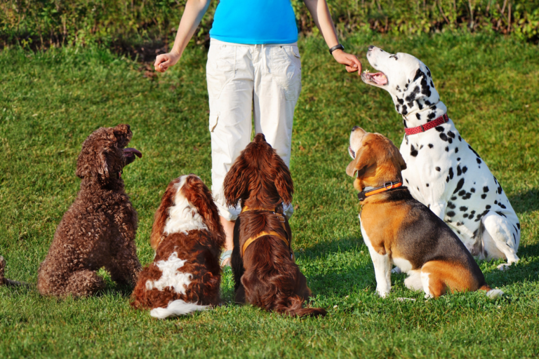 Lifestyle Dog Training