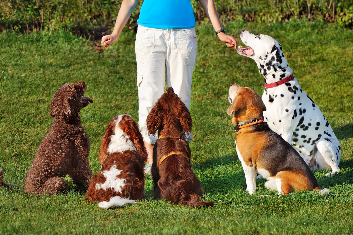 Lifestyle Dog Training