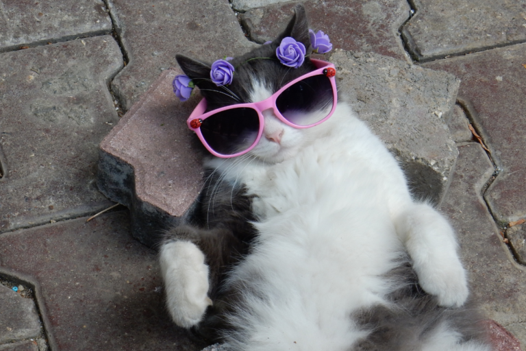 Lifestyle of a cat