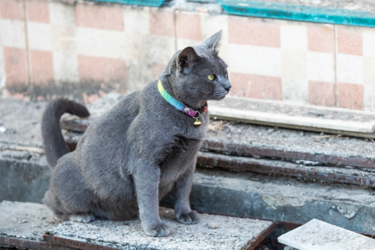male cat spraying