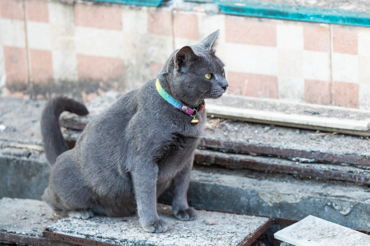 male cat spraying