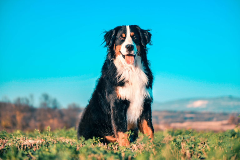 Mental Health Dog