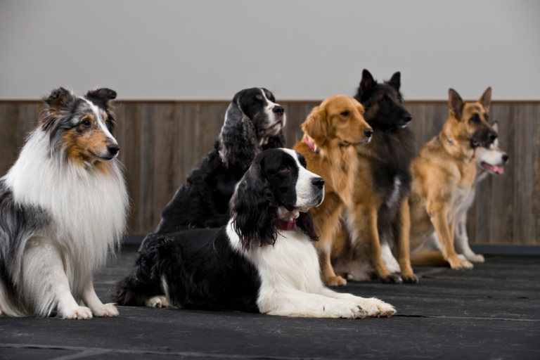 Most Healthy Dog Breeds