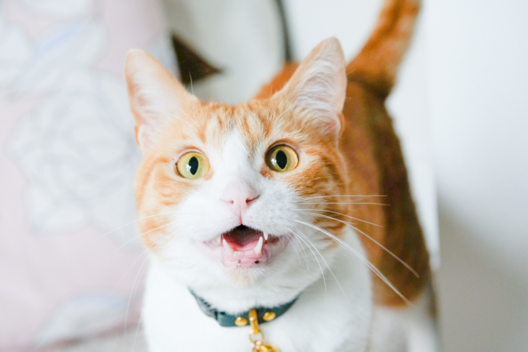 Orange Cat Behavior