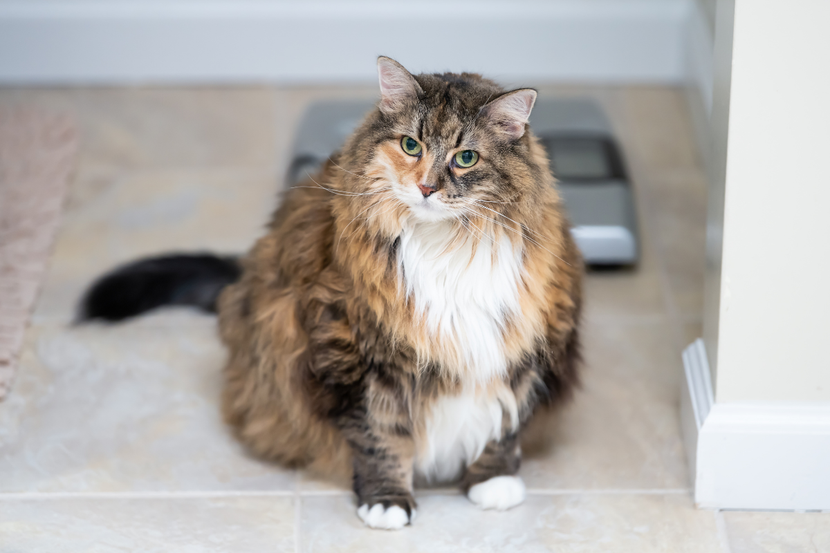 Over Weight Cat