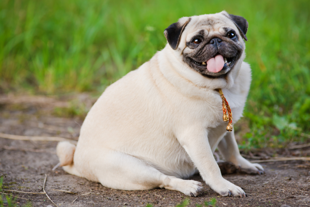 Overweight Dog
