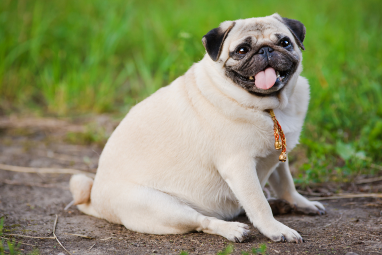 Overweight Dog