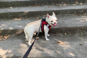 Our dog Paris